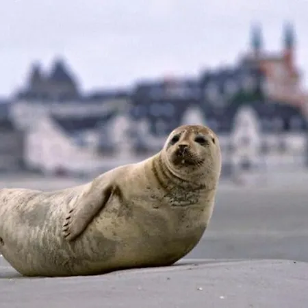 Maison Avec Jardin A Les Bains Mers-les-Bains